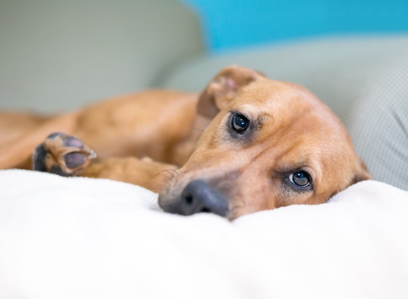 dog lying in bed