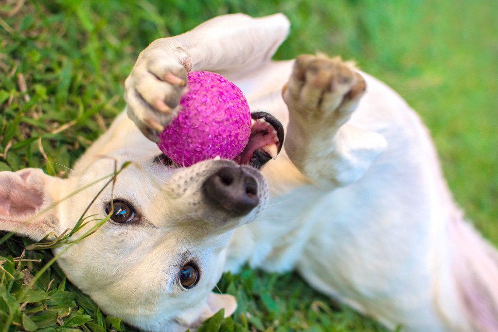 A dog playing with a fuchsia ball