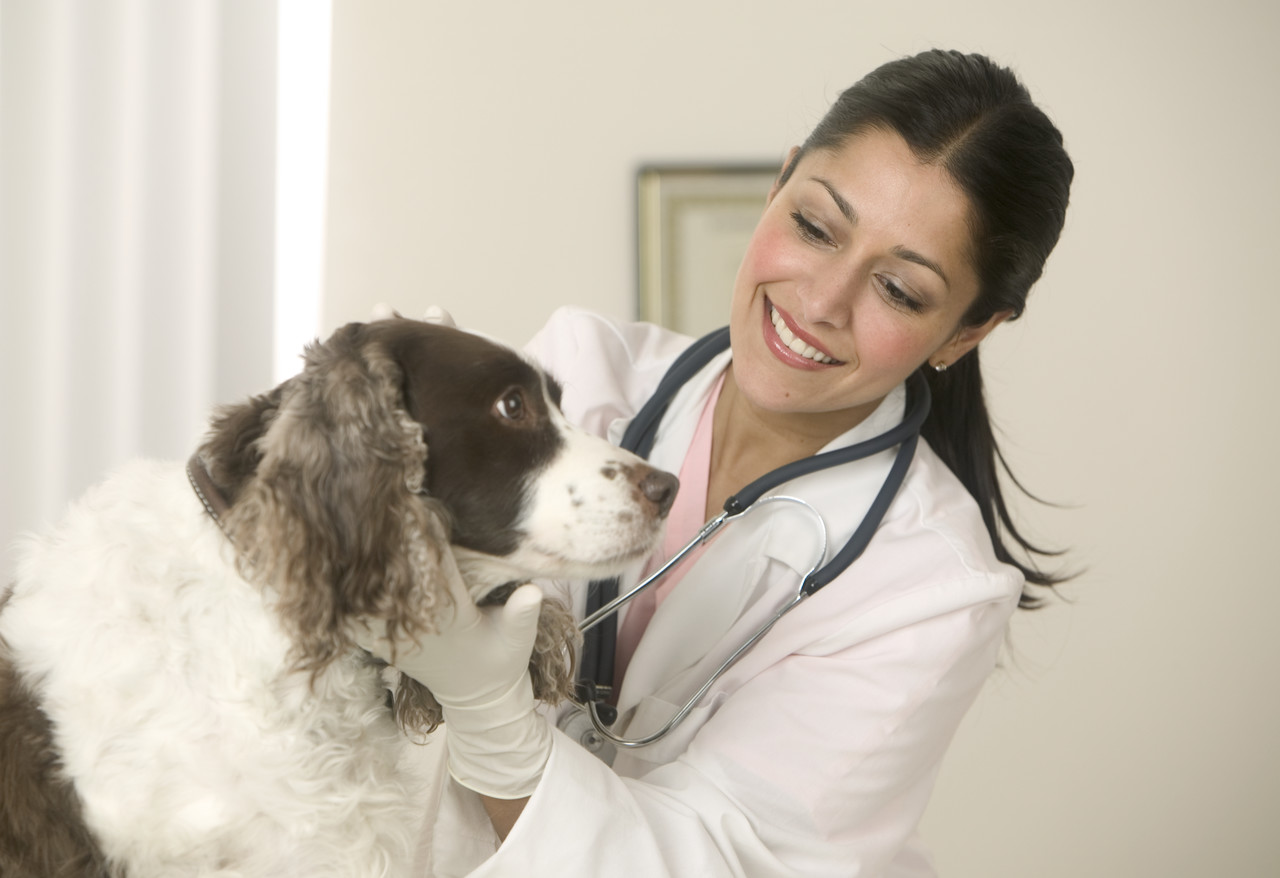 consulting a veterinarian