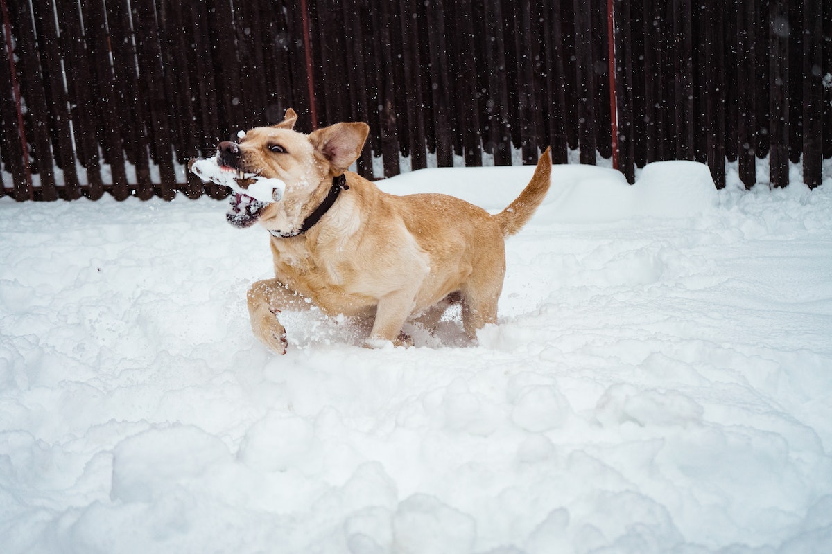 a dog playing in snow