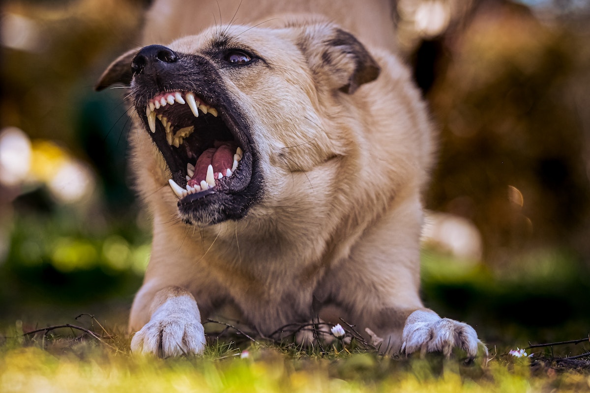 angry dog showing its teeth