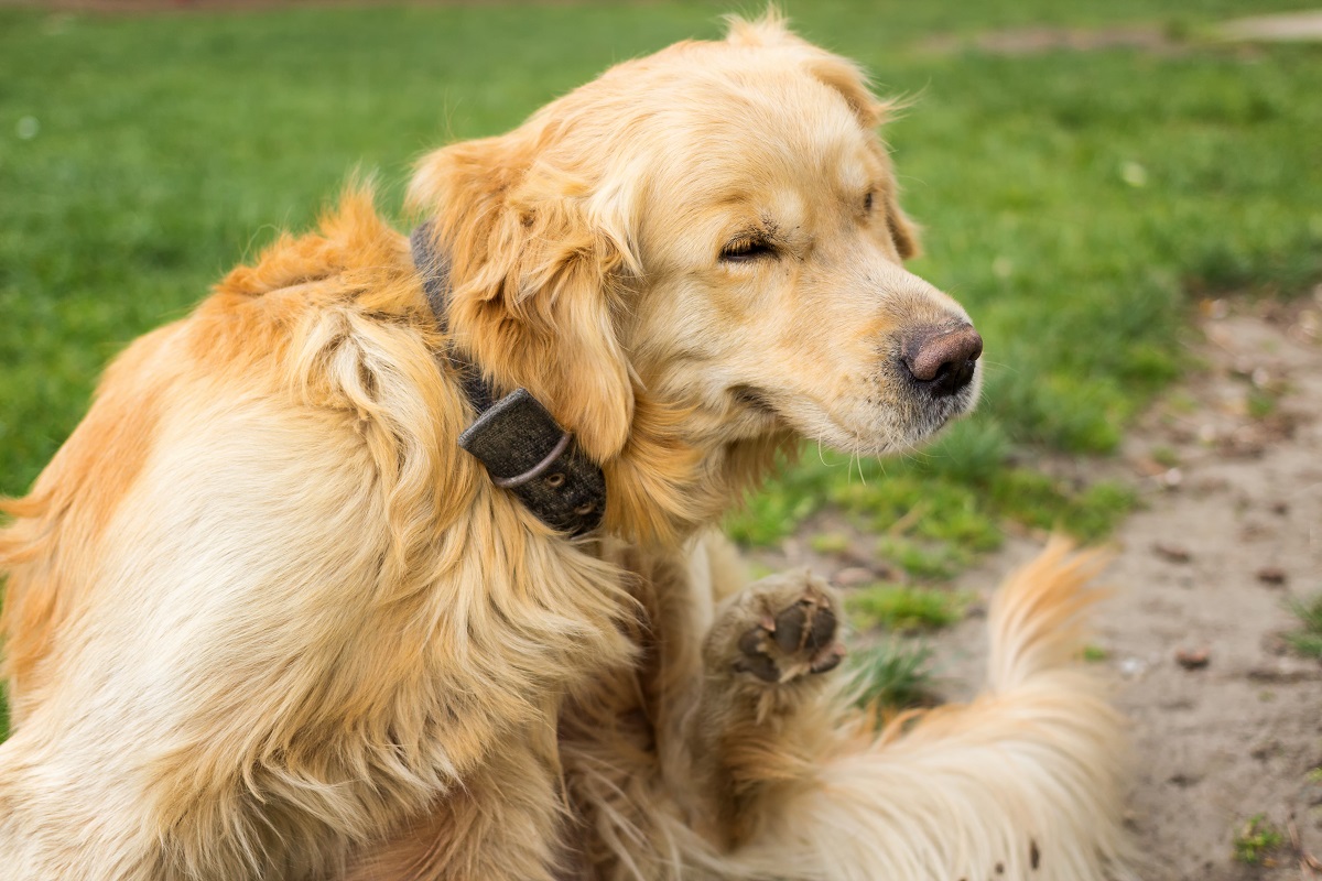 golden retriever scratching 