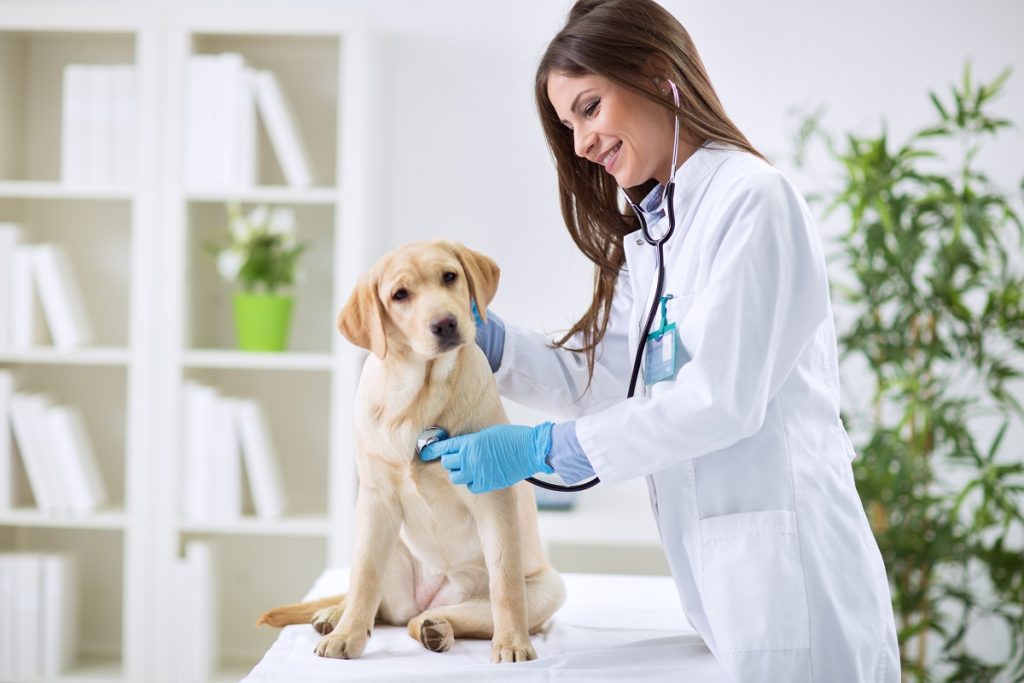 dog on a veterinary clinic
