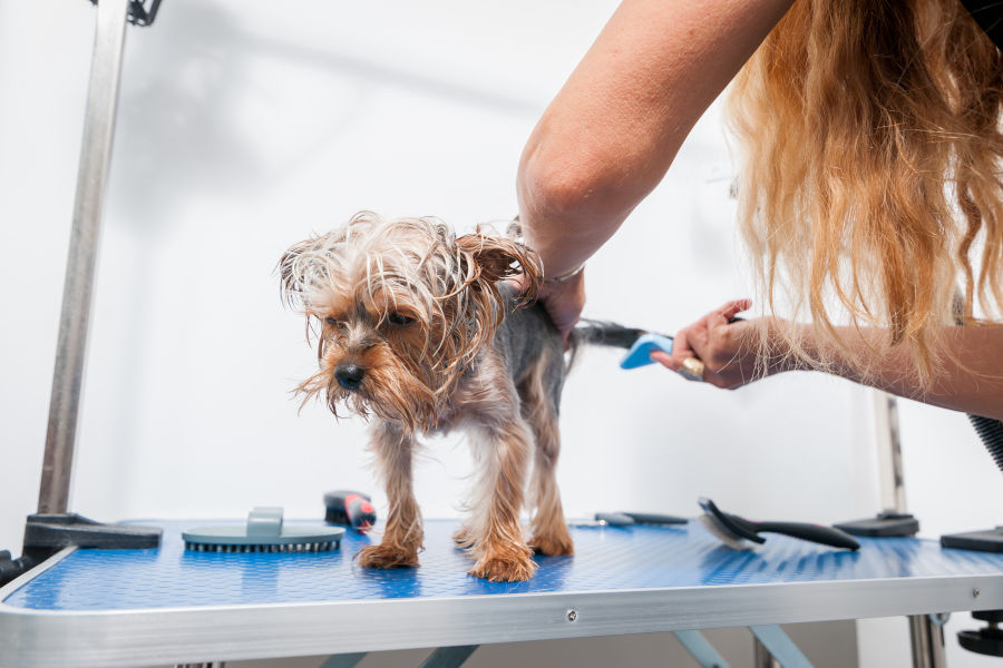 Regular Grooming