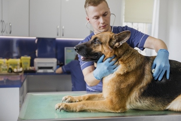 Consultation with a Veterinarian