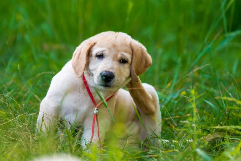 puppy scratching its ears in the grass