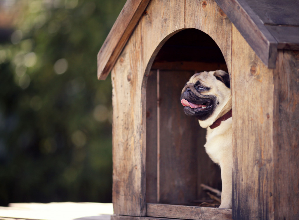 pug in its own dog house