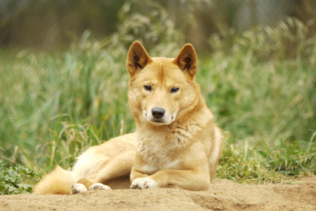 An image of a dingo