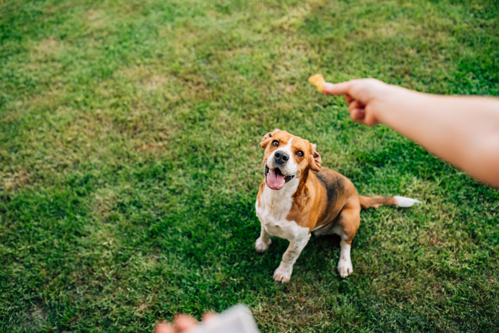 giving treat to the dog