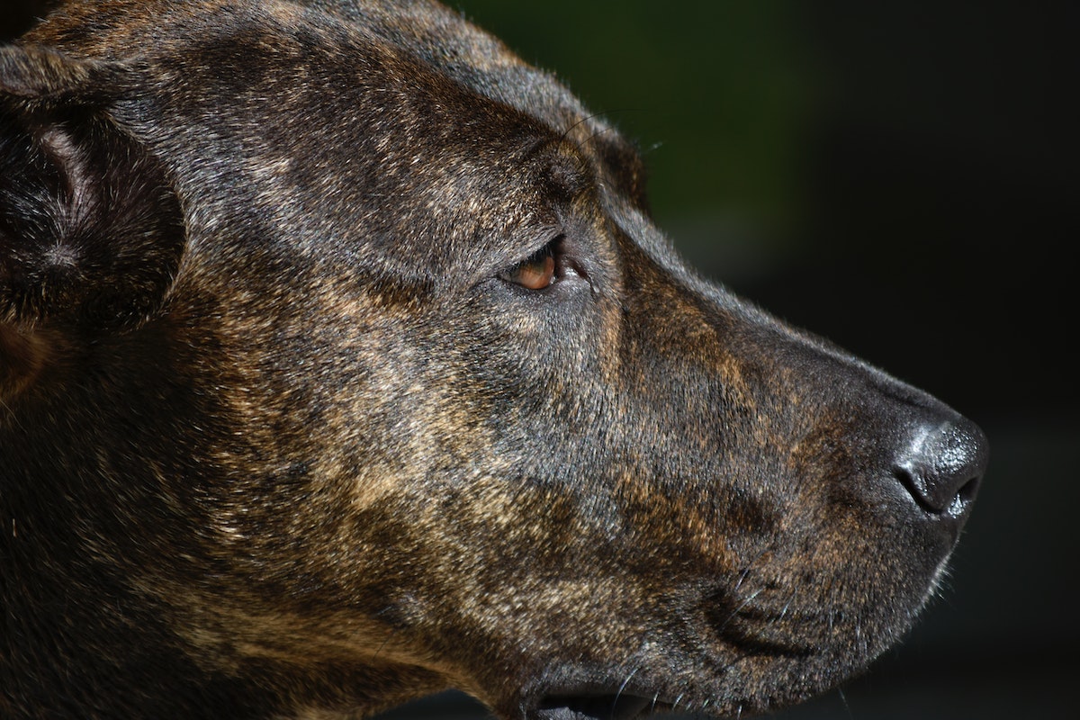 Close-up of a Brown Dog