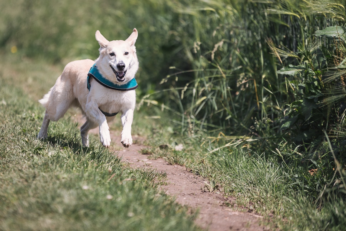 dog running