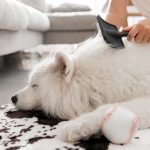 combing a fluffy white dog