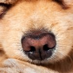 macro pomeranian spitz dog nose