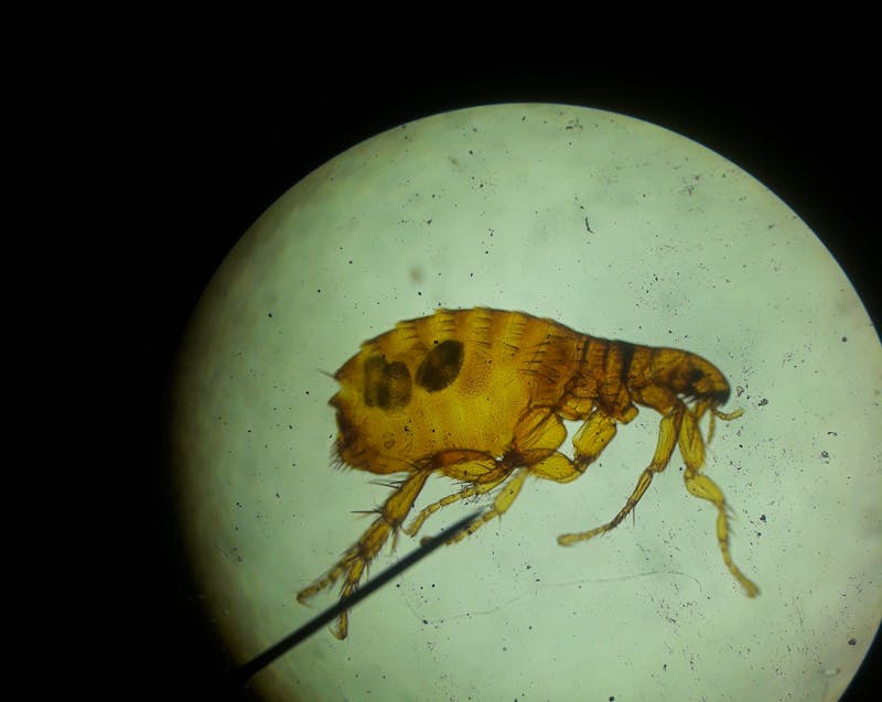 a close-up image of a flea