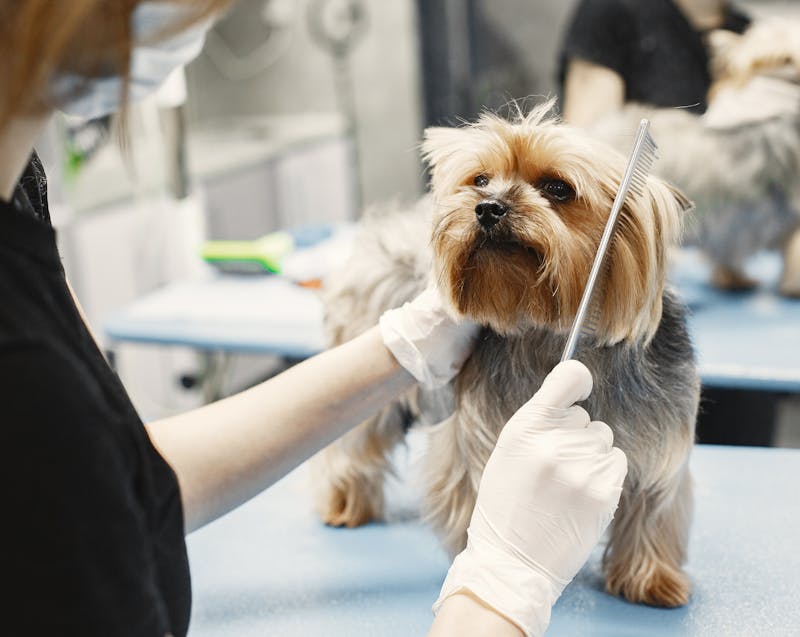 combing the dog's hair